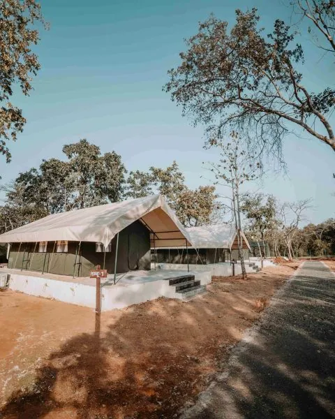 Safari tent with a private deck among the forest trees at Palash Jungle Resort