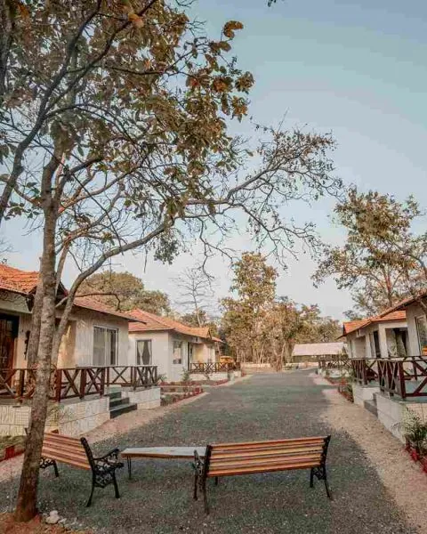 Wooden benches under a tree on the lane between the cottages at Palash Jungle Resort