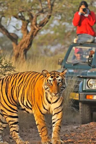 Tiger beside a safari jeep in the forest near Palash
